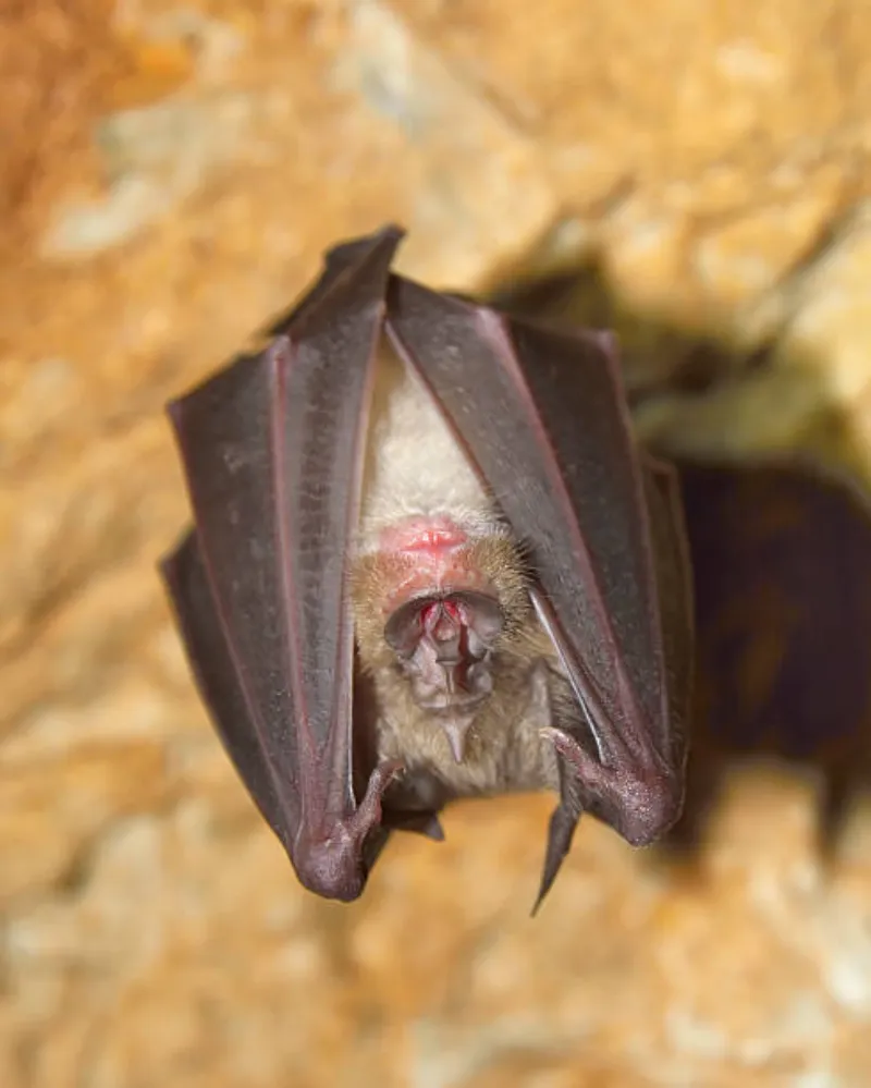 Controle de morcegos em residências