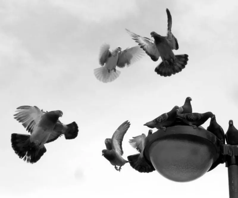 Imagem ilustrativa de Dedetizadora de pombos no Jardim Europa